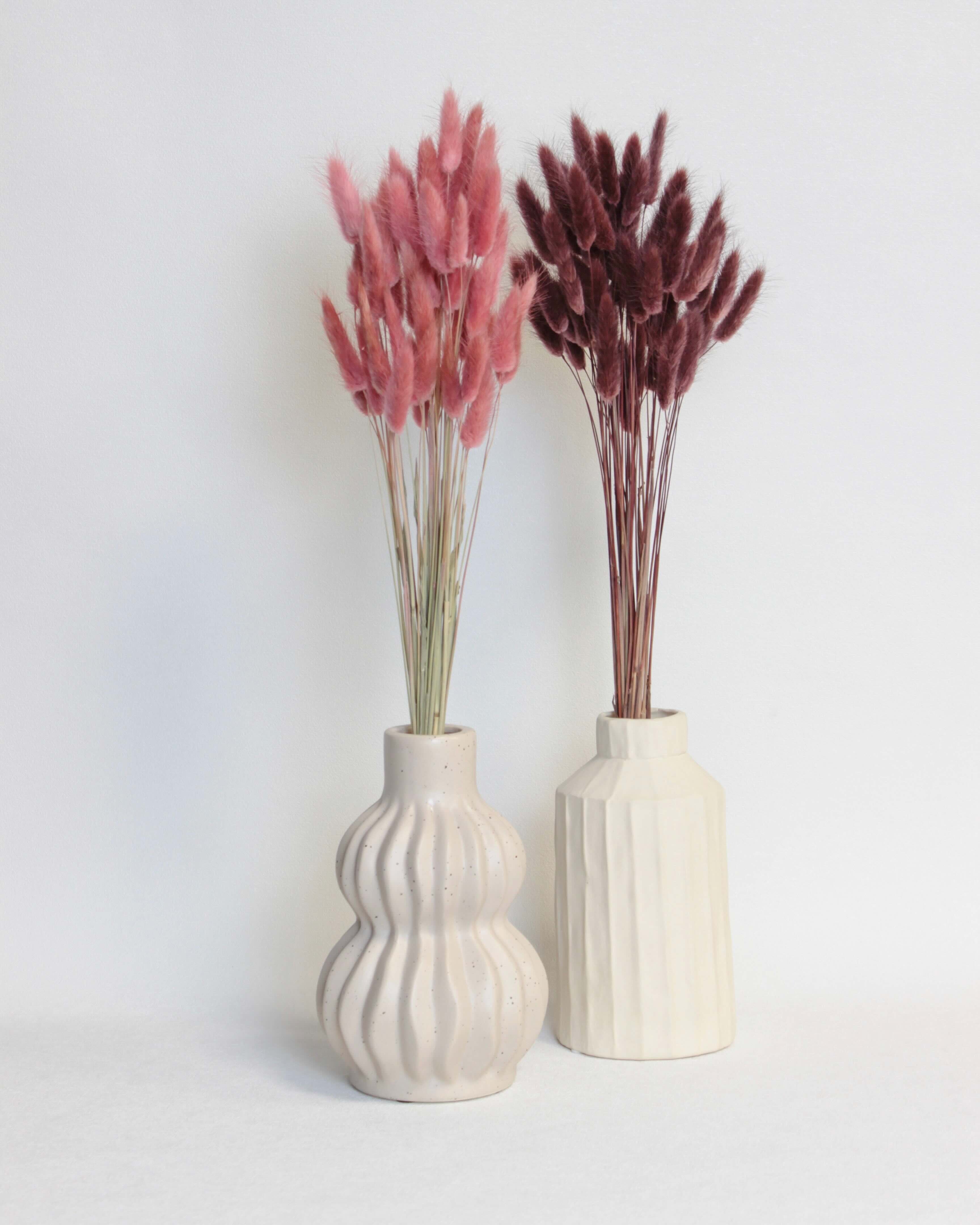 Zaķaste (Lagurus) – Burgundijas