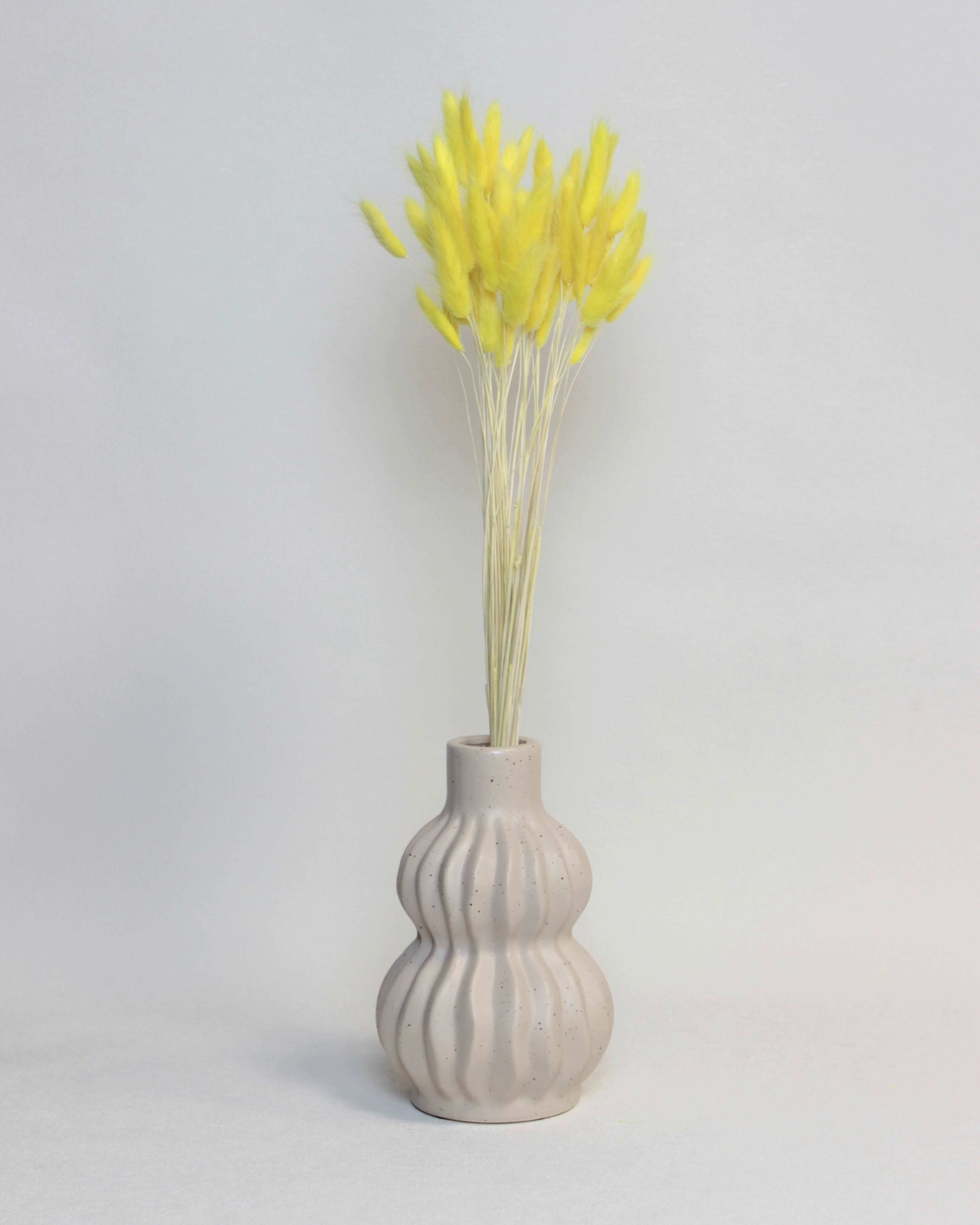 Zaķaste (Lagurus) – Spilgti Dzeltena