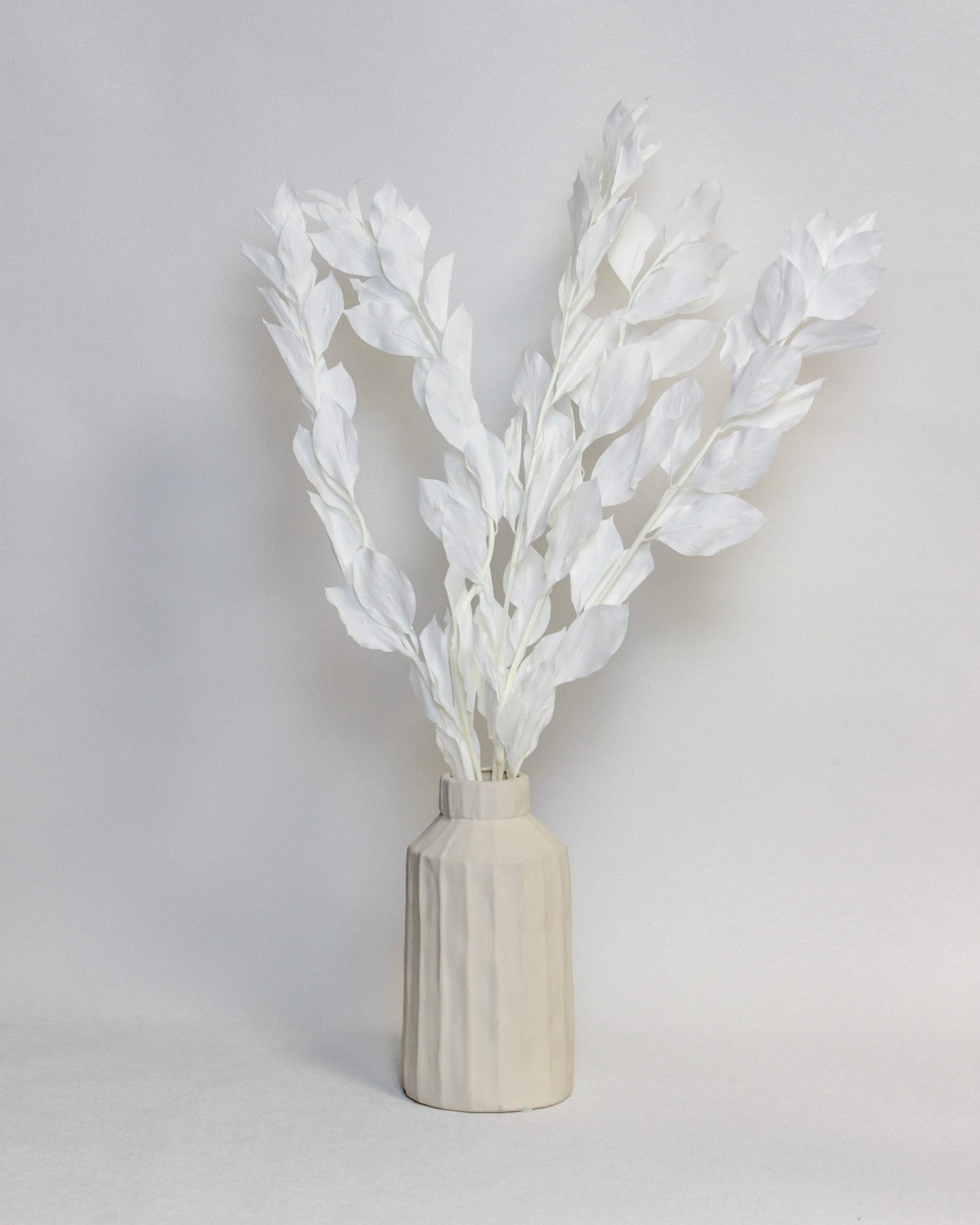Preserved Large Leaf Ruscus – White