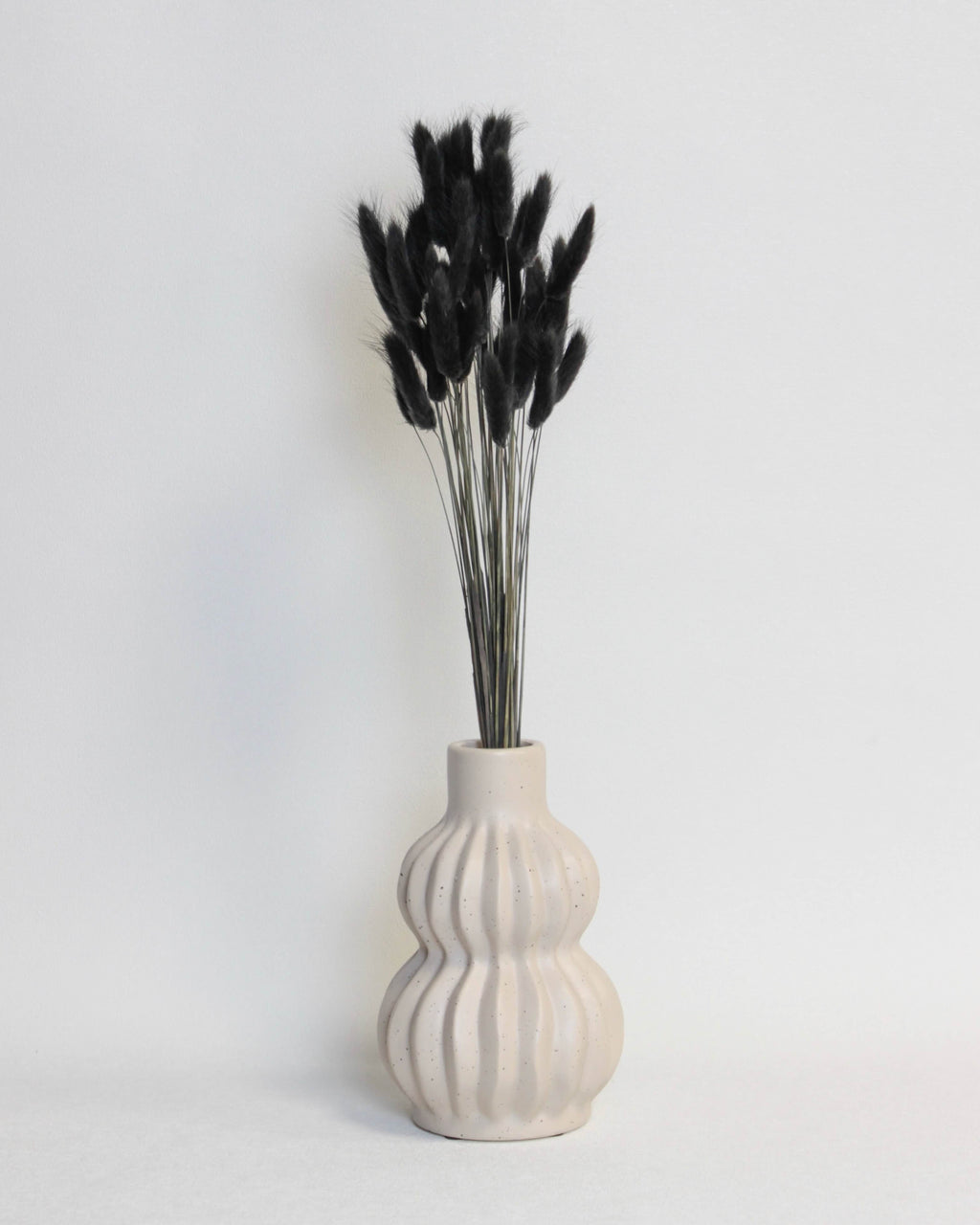 Zaķaste (Lagurus) – Melna