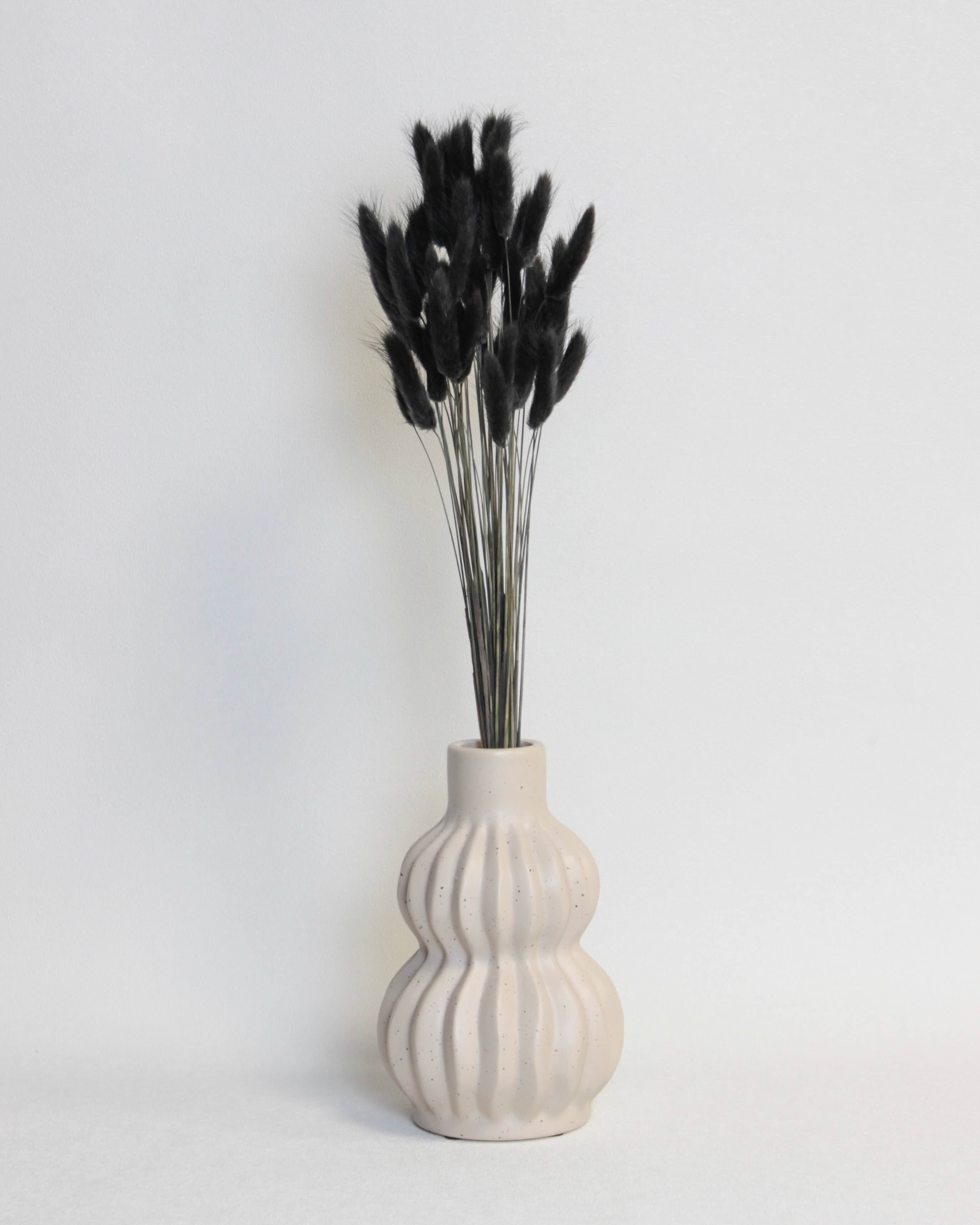 Zaķaste (Lagurus) – Melna