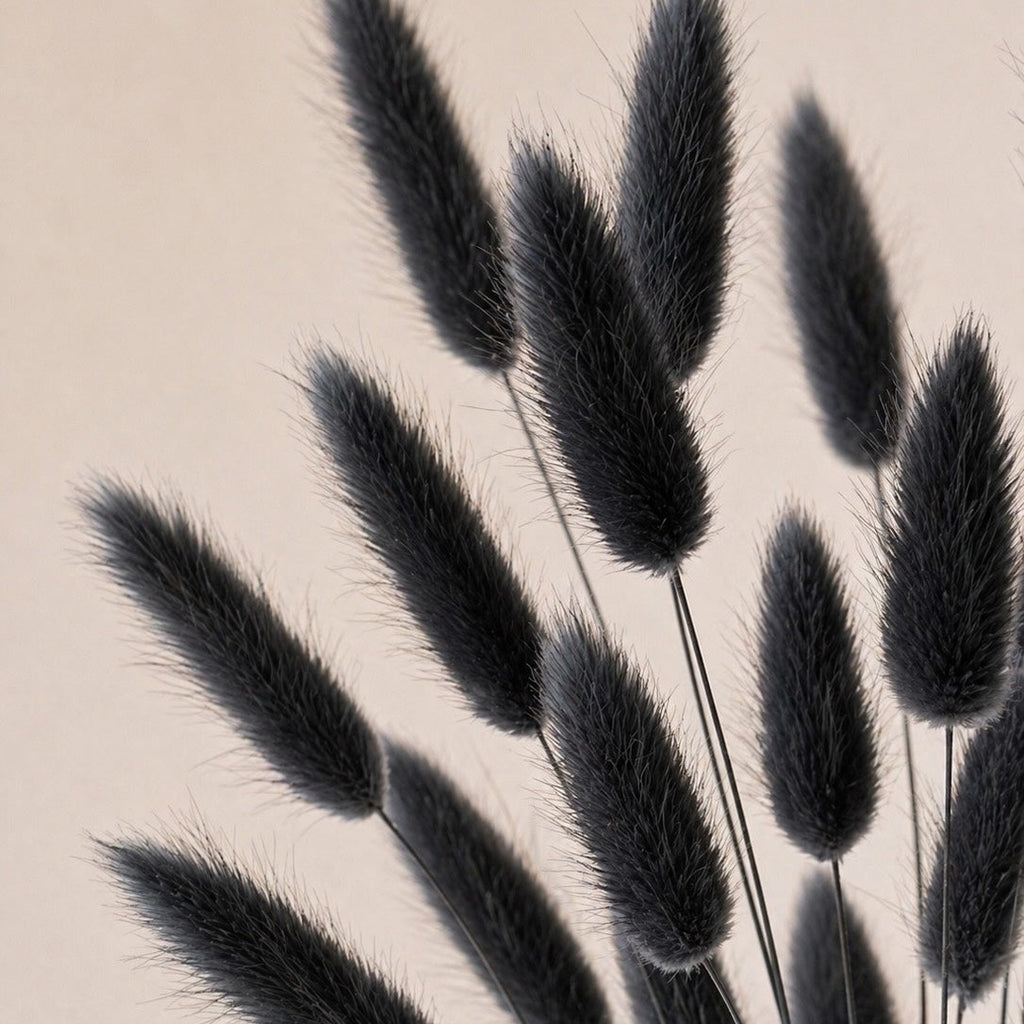Black bunny tails (lagurus grass) against a beige background