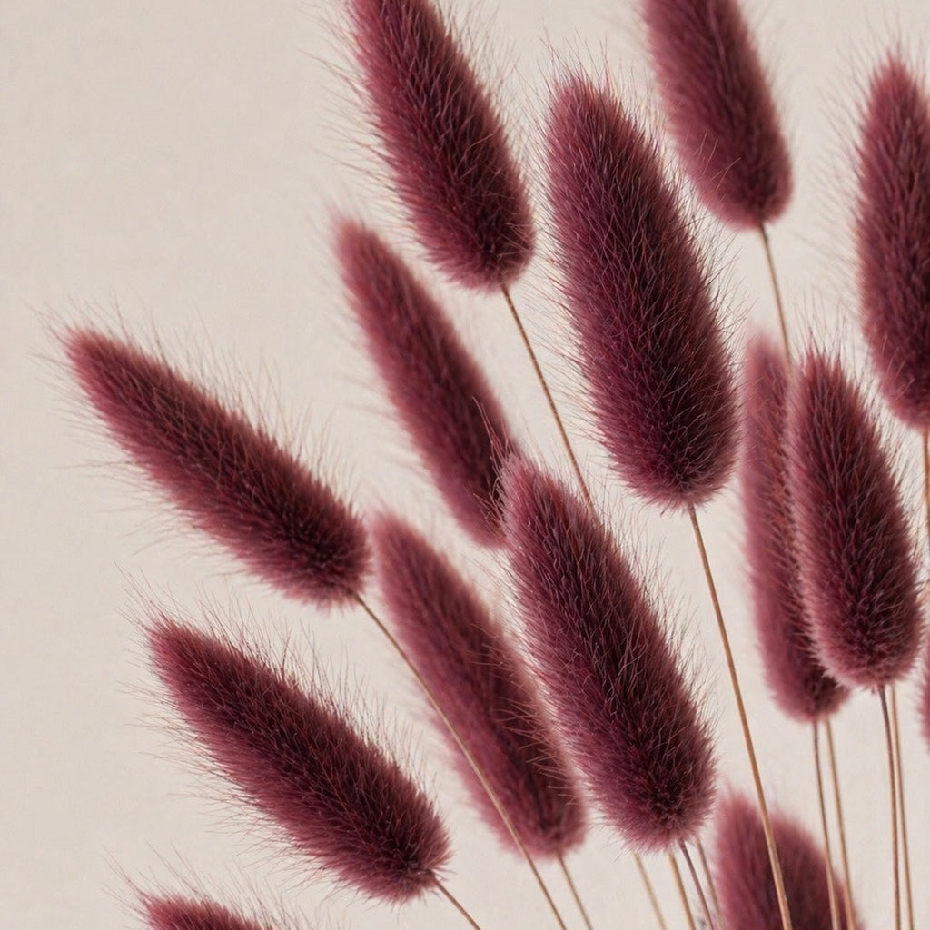 Dried burgundy lagurus grass (bunny tails) on a beige background