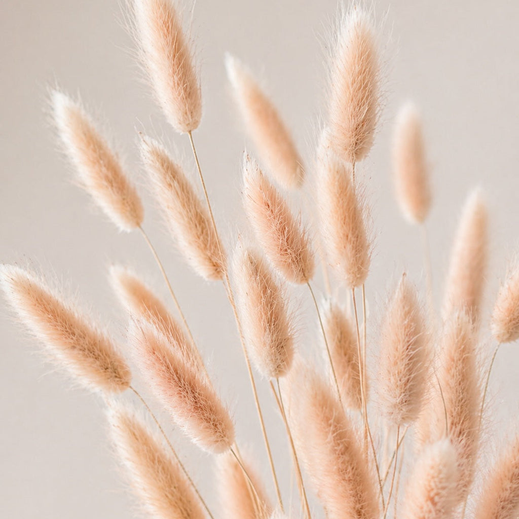 Dried peachy pink bunny tails (lagurus) grass against a neutral background