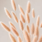 Dried peachy pink bunny tails (lagurus) grass against a neutral background