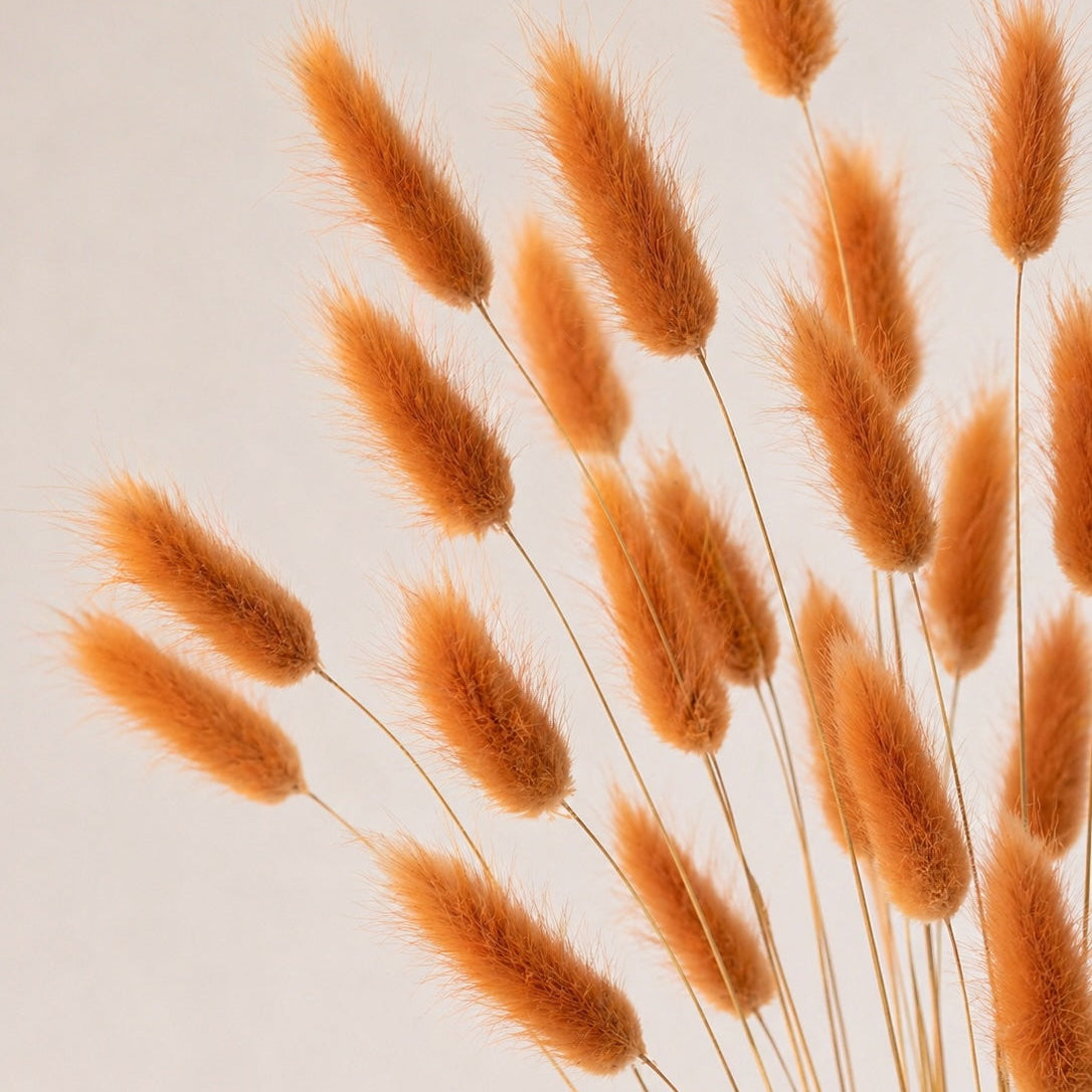Bunch of orange dried lagurus grass (bunny tails) with a beige background