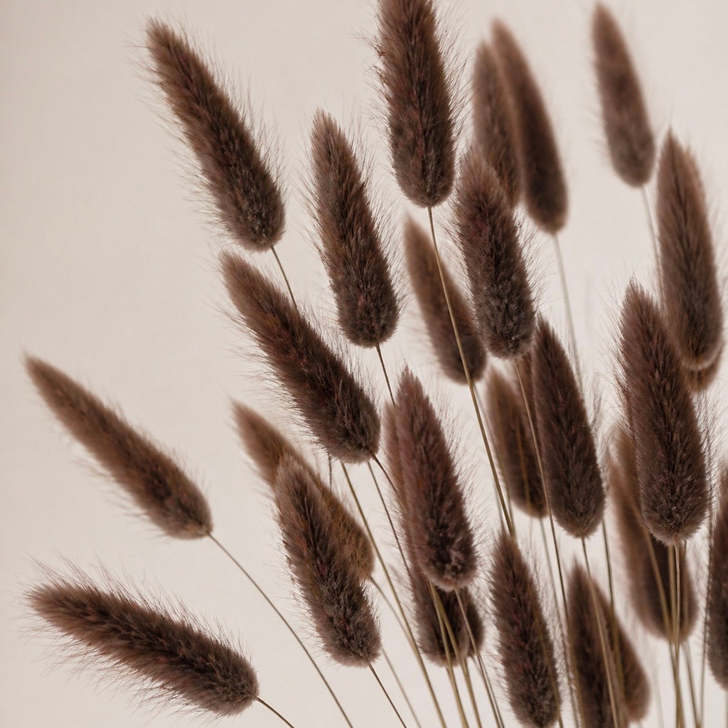 Bunny Tails – Espresso