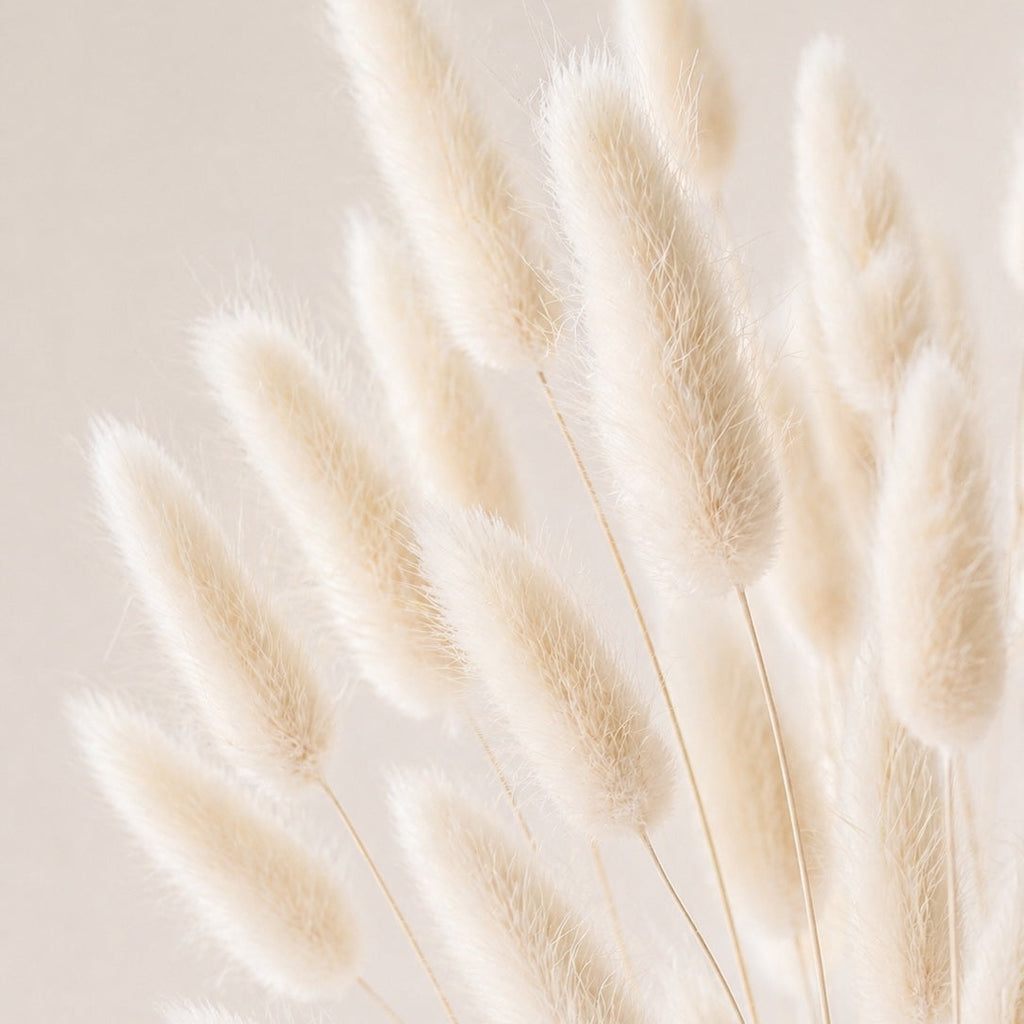Close-up of ivory lagurus (bunny tails) grass against a light background