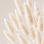 Close-up of ivory lagurus (bunny tails) grass against a light background