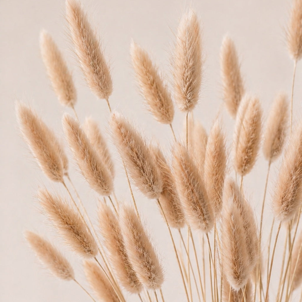 Dried natural lagurus grass (bunny tails) against a beige background