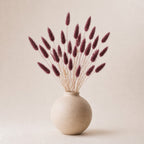 Beige vase with dried burgundy lagurus grass (bunny tails) on a beige background