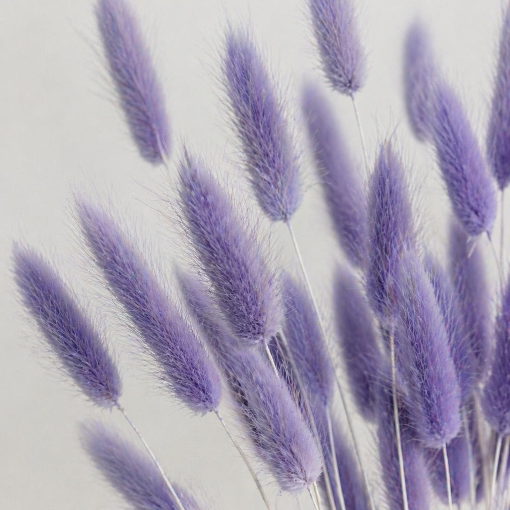 Purple bunny tails (lagurus) grass on a light gray background