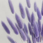 Purple bunny tails (lagurus) grass on a light gray background