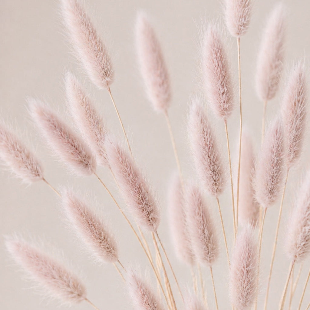 Pink dried lagurus grass against a light beige background