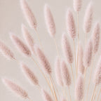 Pink dried lagurus grass against a light beige background