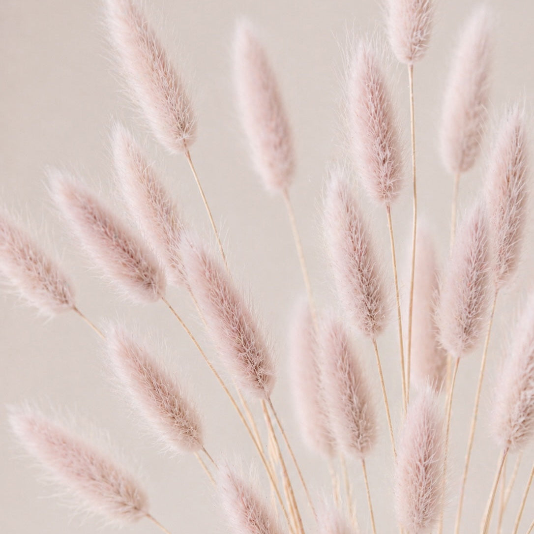 Pink dried lagurus grass against a light beige background