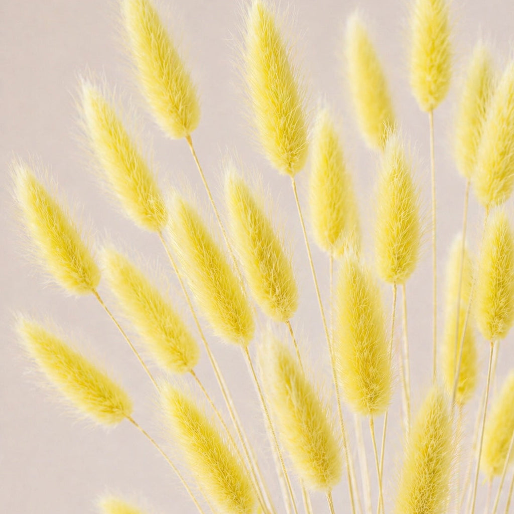 Bouquet of yellow dried laugurus grasse (bunny tails) on a light background