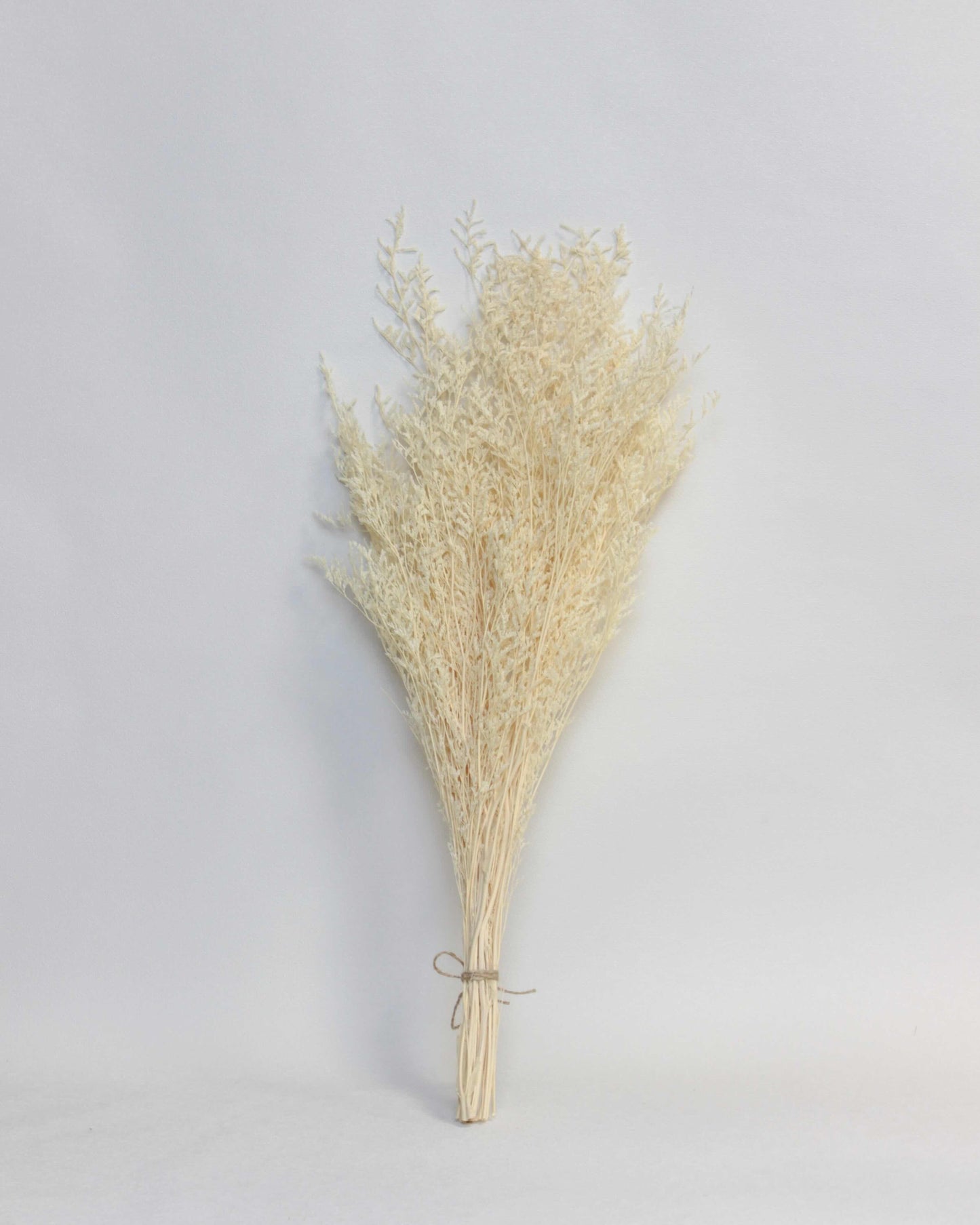 Preserved Limonium – Beige