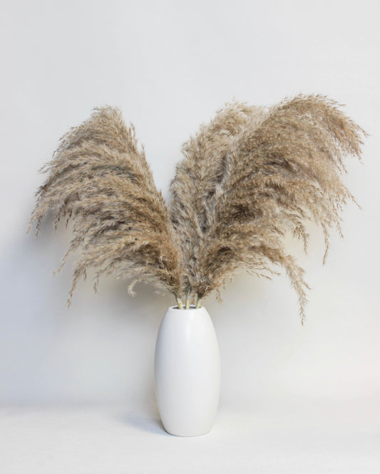 Medium Pampas Grass – Natural