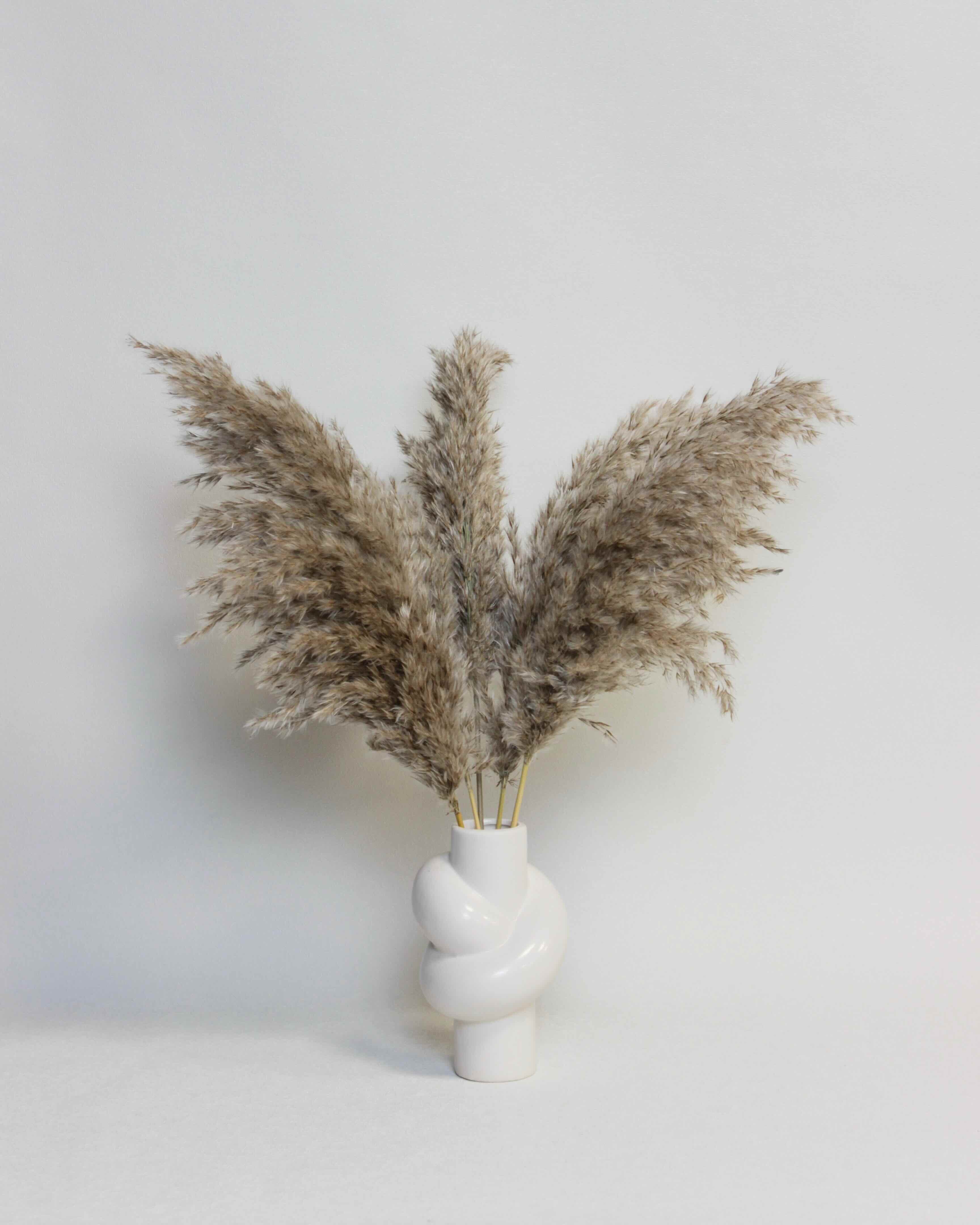 Small Wild Pampas – Natural (5 stems)