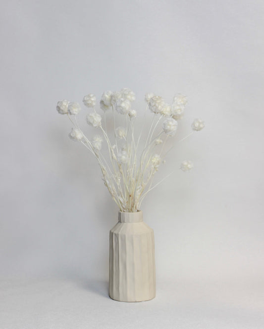 Preserved Scabiosa – Ivory