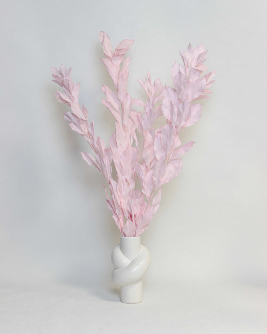 Preserved Large Leaf Ruscus – Pink