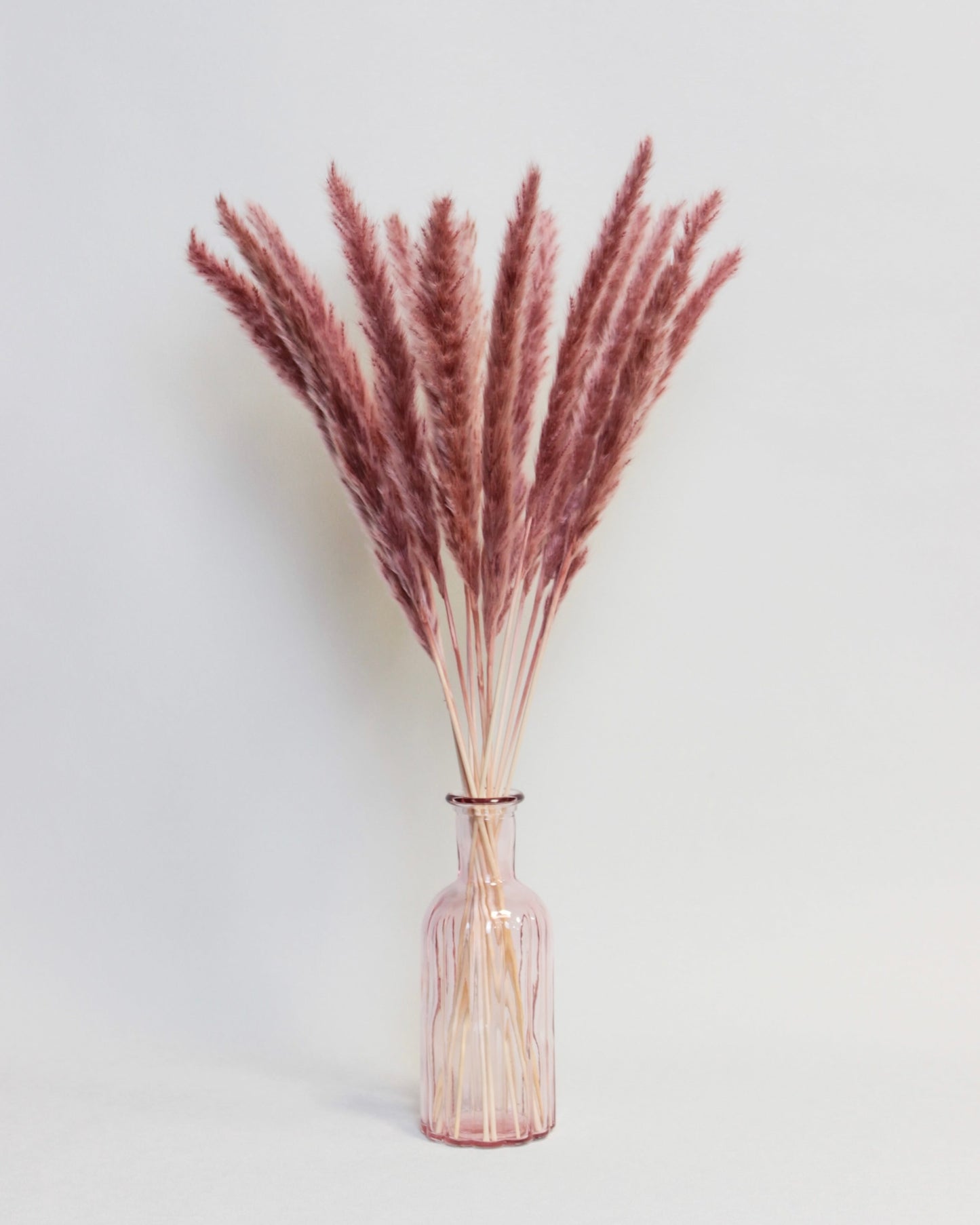 Small Pampas – Burgundy (15 stems)