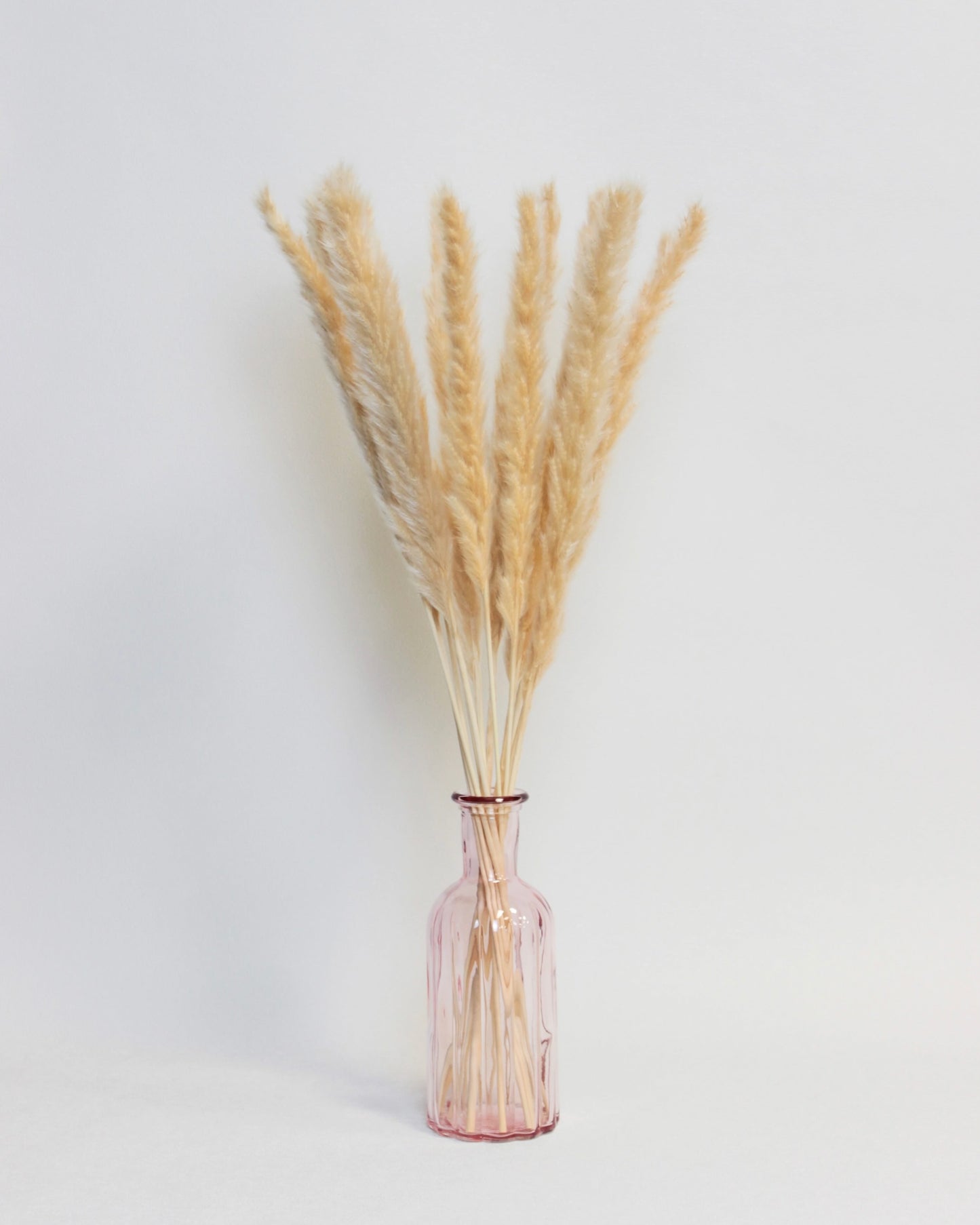 Small Pampas – Golden Beige (15 stems)