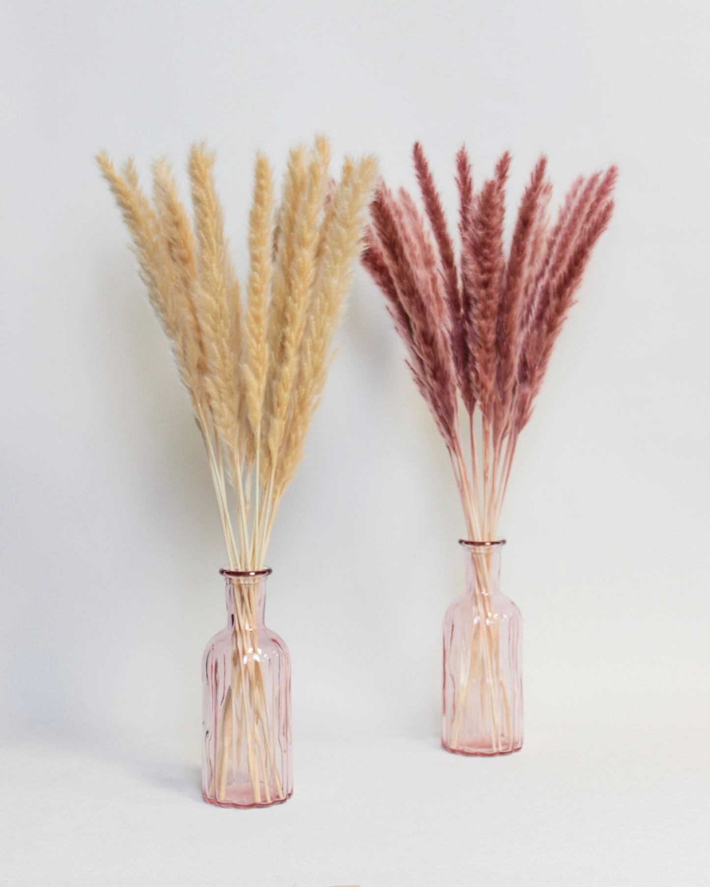 Small Pampas – Burgundy (15 stems)