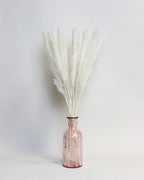 Small Pampas – Ivory (15 stems)