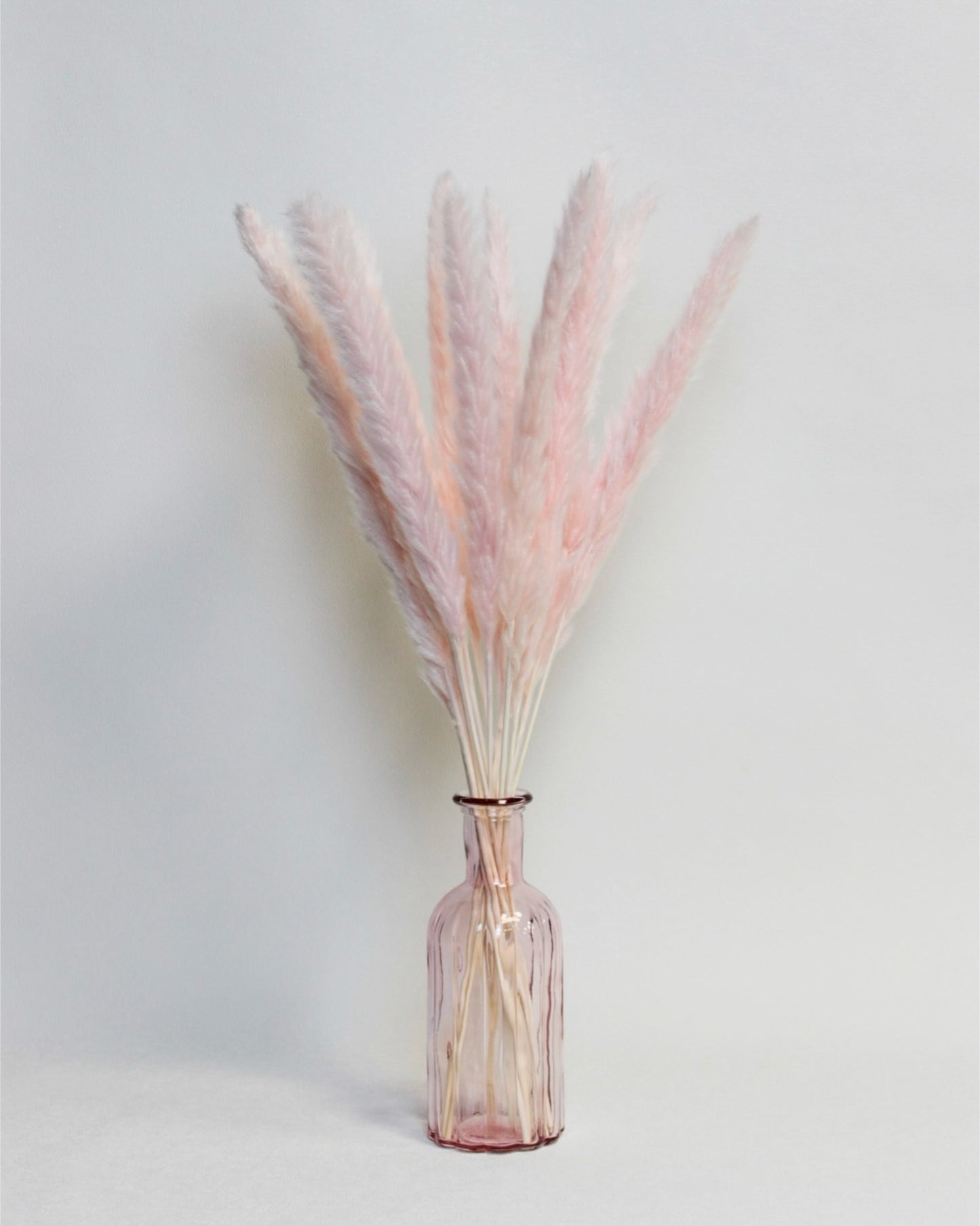 Small Pampas – Light Pink (15 stems)