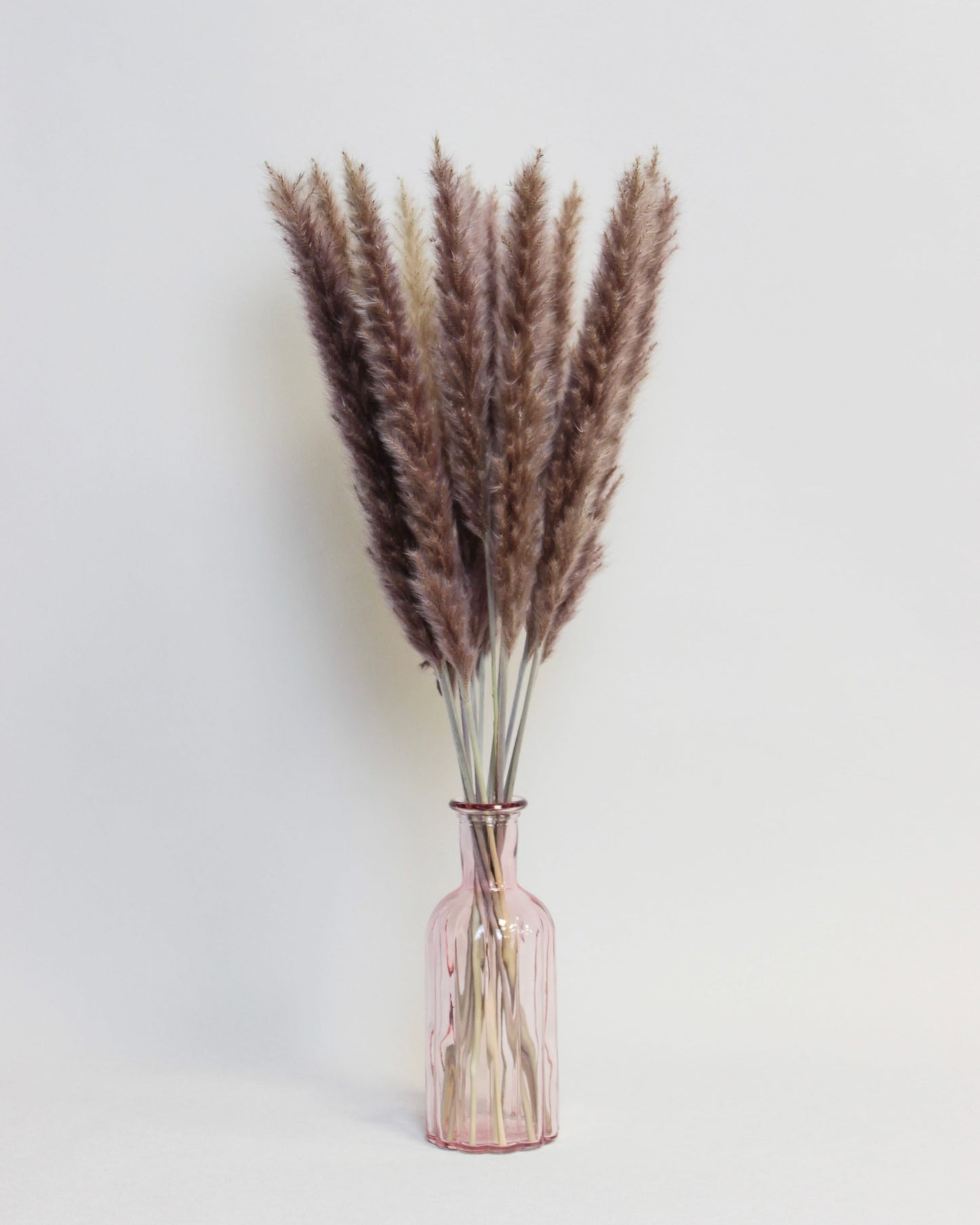 Small Pampas – Natural (15 stems)