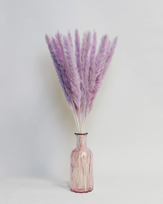 Small Pampas – Purple (15 stems)