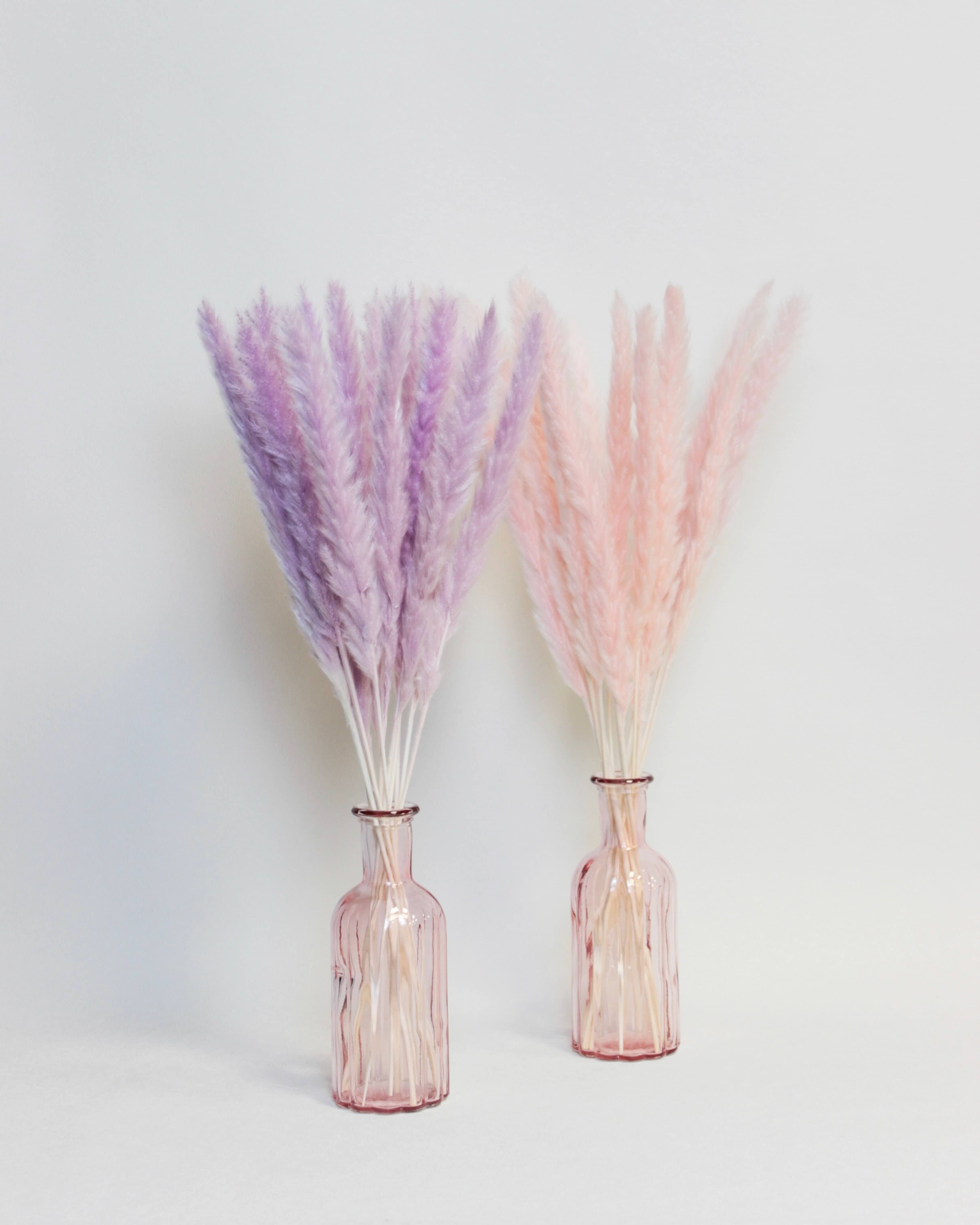 Small Pampas – Light Pink (15 stems)