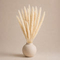 Small Pampas – Ivory