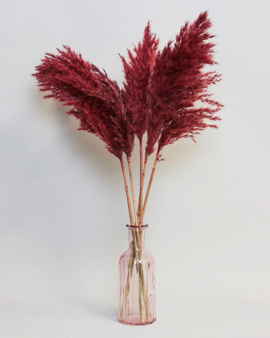 Wild Pampas – Dark Red (5 stems)