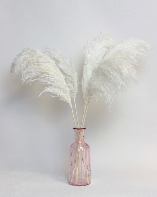 Wild Pampas – Ivory (5 stems)